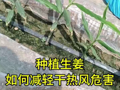 种植生姜 如何减轻干热风危害 ()