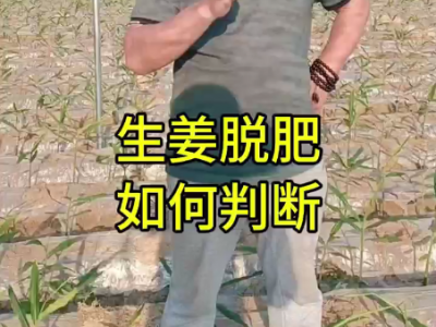 生姜脱肥 如何判断 ()
