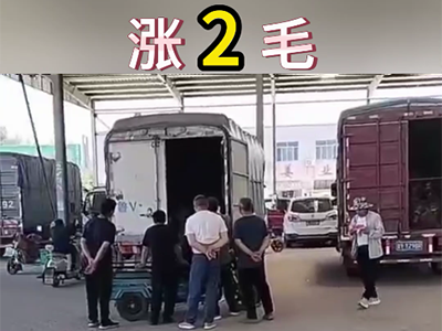 6月1日下午安丘黑埠子市场（涨2毛） ()