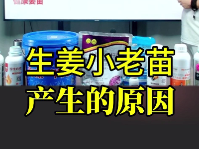 生姜小老苗 产生的原因 ()