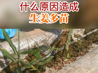 什么原因造成生姜多苗？ ()