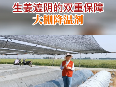 生姜遮阴的双重保障--大棚降温剂 ()