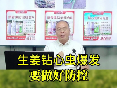 生姜钻心虫爆发要做好防控 ()