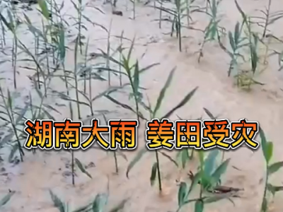 湖南大雨 姜田受灾 ()