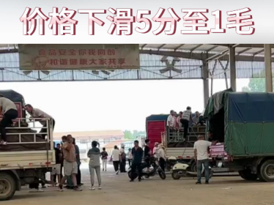 6月22日下午安丘黑埠子市场（落5分-1毛） ()