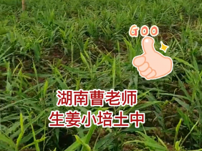 湖南曹老师生姜小培土中... ()