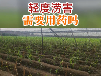 轻度涝害需要用药吗？ ()