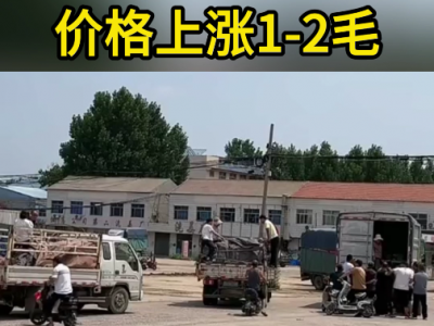 7月3日下午安丘黑埠子市场（涨1-2毛） ()