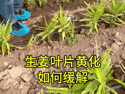 生姜叶片黄化如何缓解？ ()