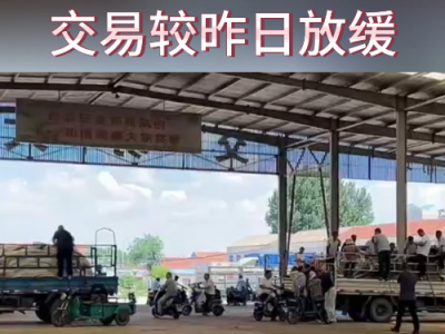 7月6日下午安丘黑埠子市场（交易放缓） ()