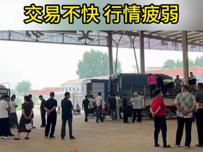 7月8日下午安丘黑埠子市场（行情疲弱） ()