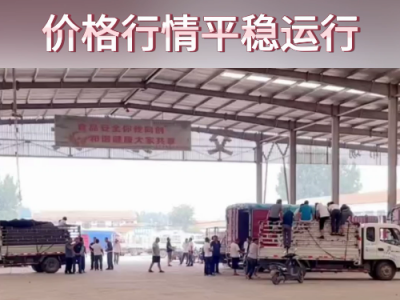 7月12日下午安丘黑埠子市场（行情平稳） ()