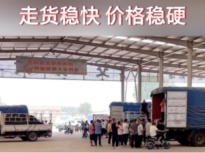 7月13日下午安丘黑埠子市场（价格稳硬） ()