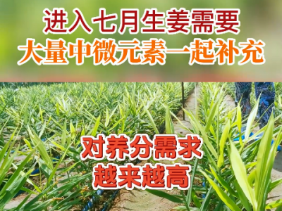 进入七月生姜需要大量中微量元素一起补充 ()