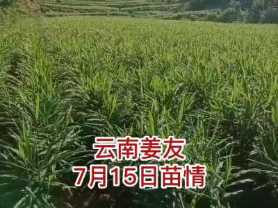 云南姜友7月15日苗情反馈 ()