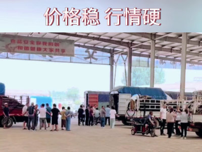 7月18日下午安丘黑埠子市场（价格稳行情硬） ()