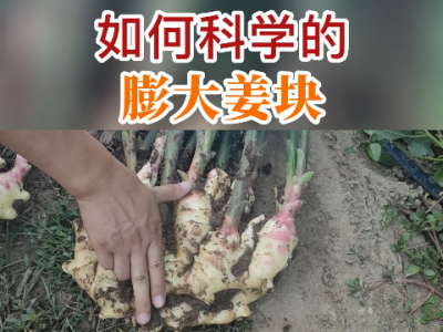 如何科学的膨大姜块？ ()