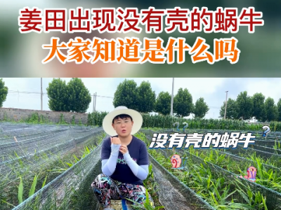 姜田出现没有壳的蜗牛大家知道是什么吗？ ()