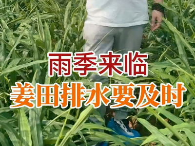 雨季来临姜田利水要及时 ()