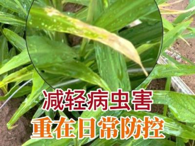 减轻病虫害重在日常防控 ()