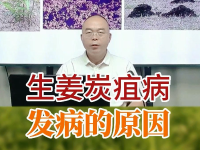 生姜炭疽病的发病原因 ()