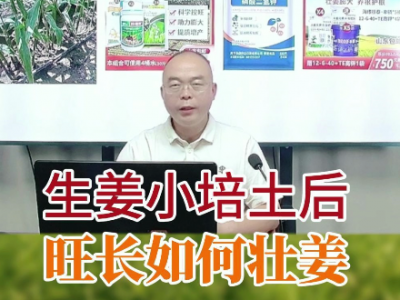 生姜小培士后旺长 如何壮姜？ ()