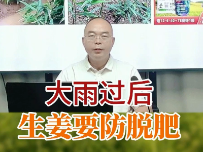 大雨过后生姜要防脱肥 ()