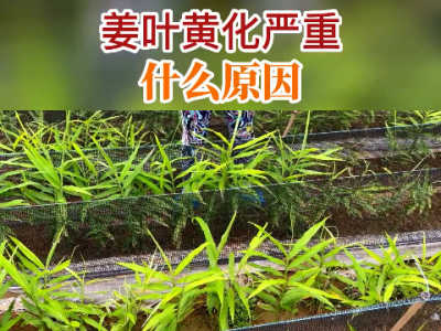 姜叶黄化严重什么原因？ ()