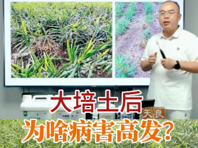 生姜大培土后为啥病害高发？ ()