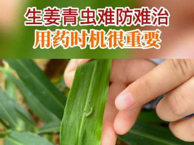 生姜青虫难防难治 用药时机很重要 ()