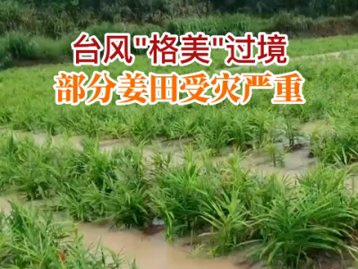 台风“格美”过境 部分姜田受灾严重 ()