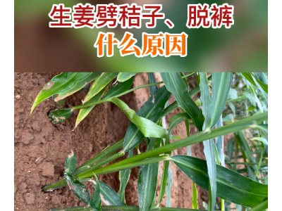 生姜劈秸子、脱裤什么原因？ ()