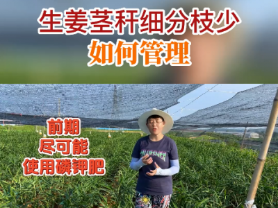 生姜茎秆细分枝少如何管理？ ()