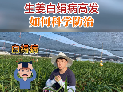 生姜自绢病高发如何科学防治？ ()