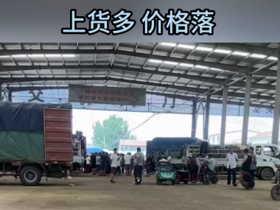 7月29日下午安丘黑埠子市场（货多价落） ()