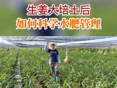 生姜大培土后如何科学水肥管理？ ()