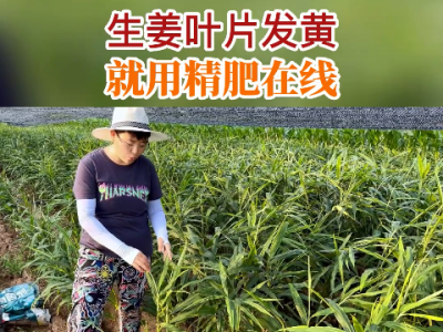 生姜叶片发黄 就用精肥在线 ()