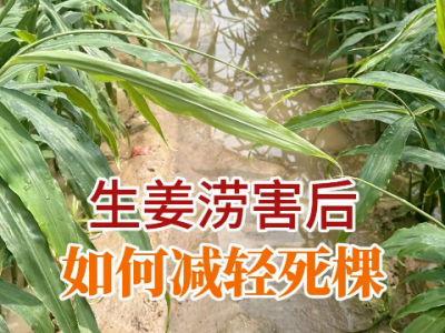 生姜涝害后如何减轻死棵？ ()