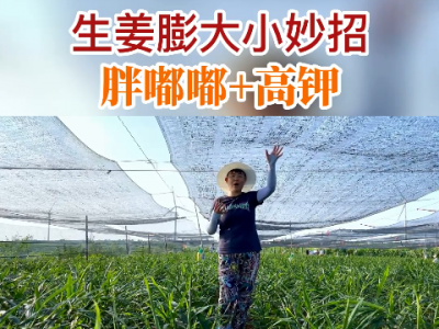 生姜膨大小妙招 胖嘟嘟+高钾 ()