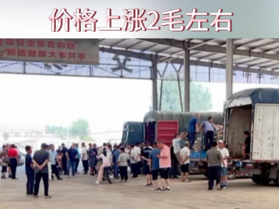 8月8日下午安丘黑埠子市场（涨2毛） ()