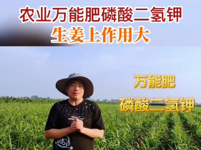 农业万能肥磷酸二氢钾生姜上作用大 ()