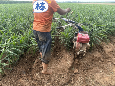 生姜培土追肥季 天下良田来助力 ()