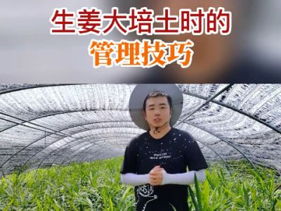 生姜大培土时的管理技巧 ()