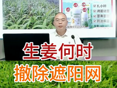 生姜何时撤除遮阳网？ ()