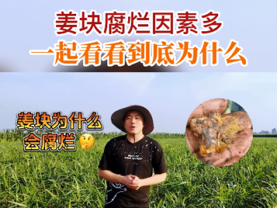 姜块腐烂因素多 一起看看到底为什么 ()