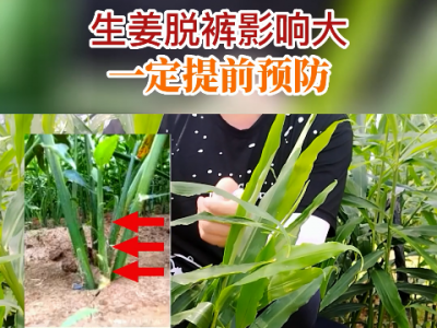 生姜脱裤影响大一定要提前预防 ()