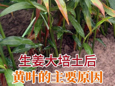 生姜大培土后黄叶的主要原因 ()