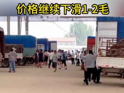 8月13日下午安丘黑埠子市场（落1-2毛） ()