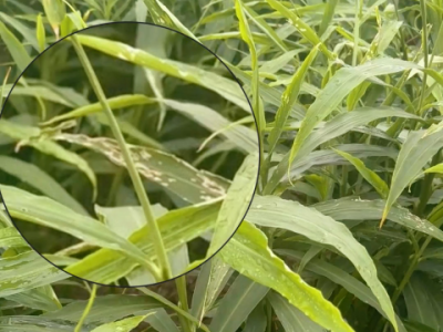 生姜立秋后防早衰 ()