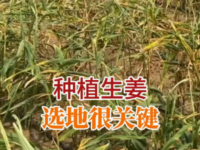 种植生姜选地很关键 ()